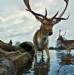 Aqua deer
