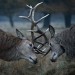 The Rut