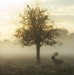 Mist in Bushy Park