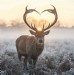 Love you Deer 4