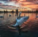 Swan Lake Sunrise