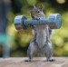 Do Squirrels even lift?