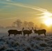 Stag Dawn