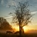 Stags at Dawn