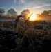 Frozen Bracken