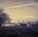 Bushy Park stags