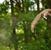 Squirrel jump