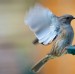 Dunnock