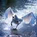 Swan