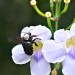 Bali Bee