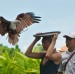 Golden Eagle