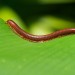 Millipede