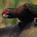 Balinese Parrot