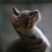 Gratuitous Kitten Shot