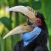 Hornbill