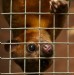 Kinkajou