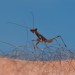 Preying Mantis