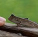 Mudskipper