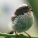 Long Tailed tit