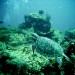 Mr Turtle