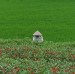 Rice Paddy