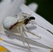 White spider