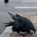 Crow