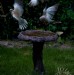 Doves