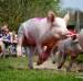 Pig Race