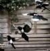 Flight