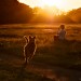 Sunset Dog