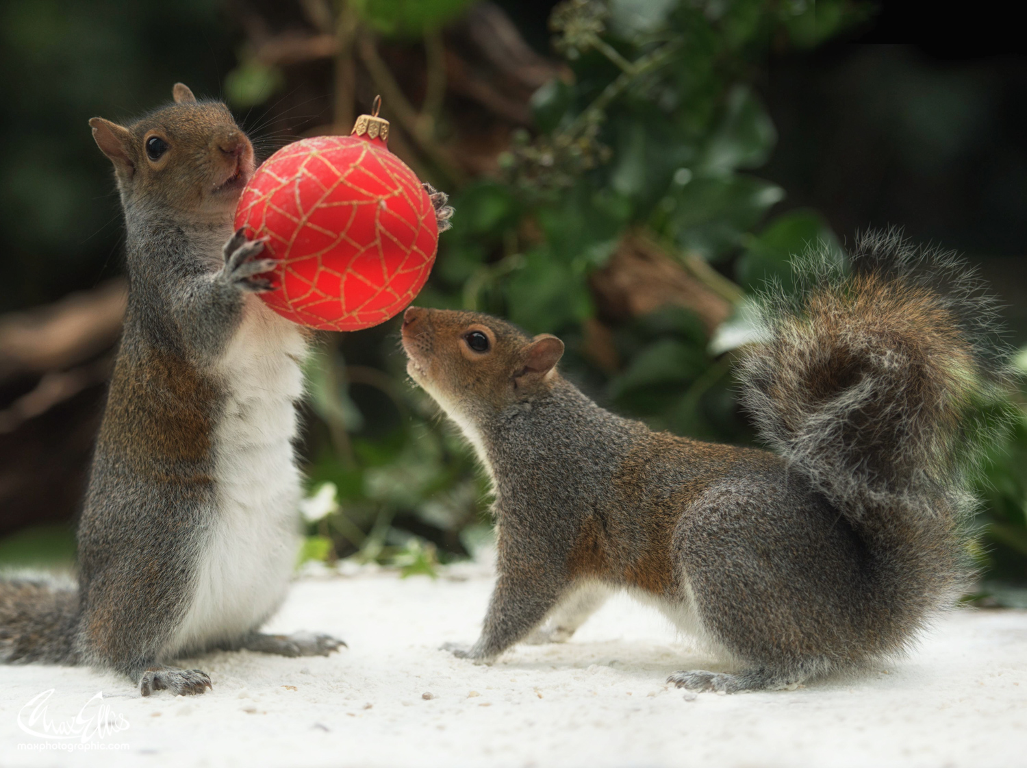 Beautiful Squirrels of Photographer Max Ellis #artpeople