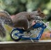 Speed Squirrel