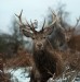 Winter Stag