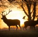 Two Stags, Two jackdaws