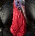 Turkey!