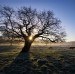 Dawn Tree
