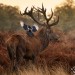 Stag and Friend