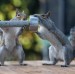 Squirrels who lift