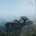 Fawns at dawn