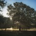 Dawn Rays