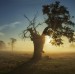 Lightning tree