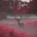 Strawberry stag