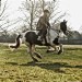 gallop