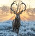 Love you deer 2018